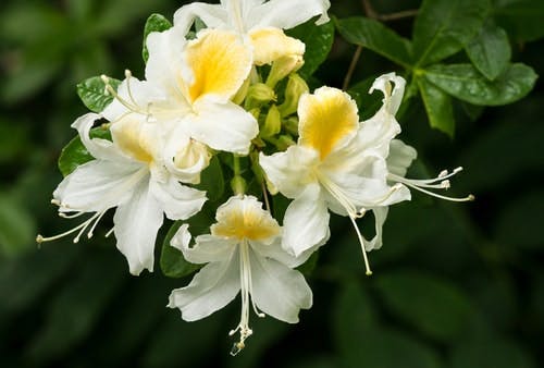 Fiori bianchi del caprifoglio