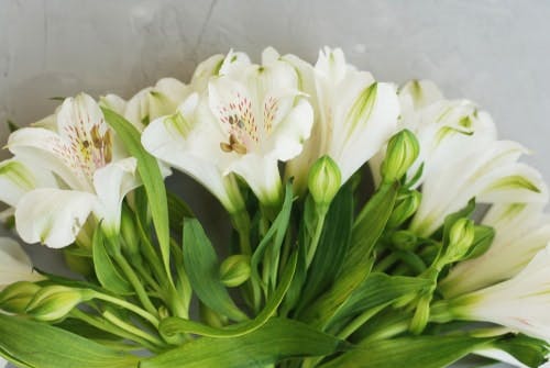 Gambi di alstroemeria bianca