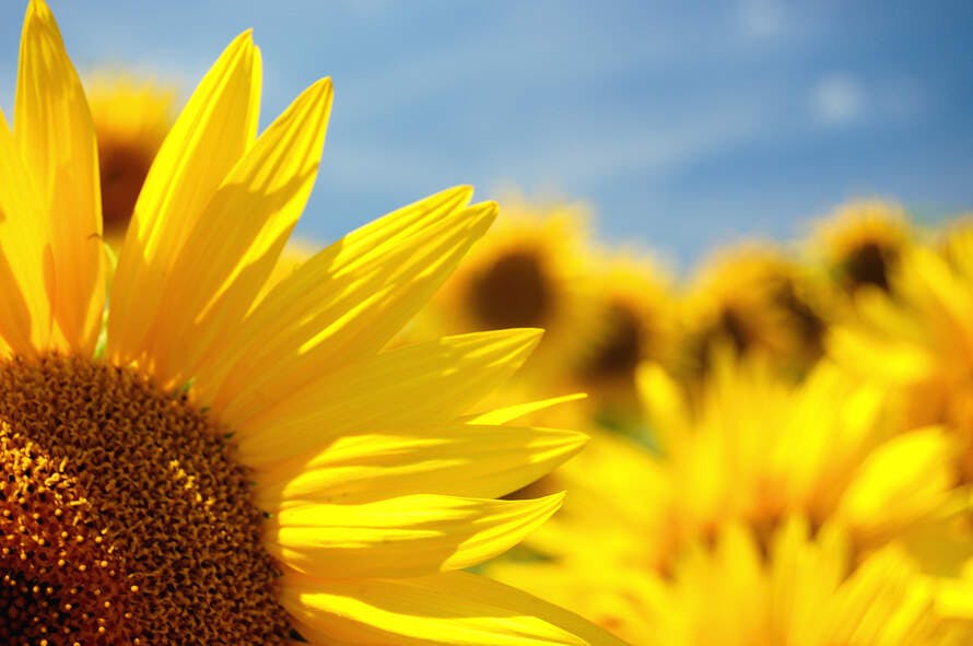 come prendersi cura dei girasoli