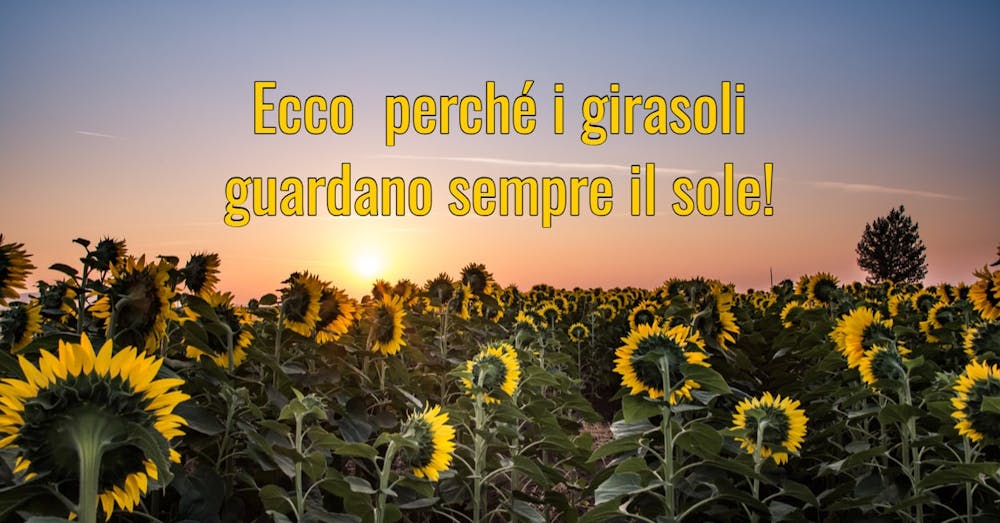 Ecco perché i girasoli guardano sempre il sole!