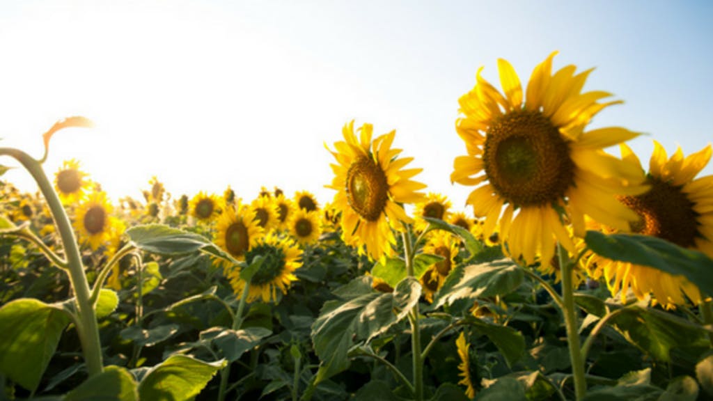 significato del girasole - origine girasole - leggenda del girasole 