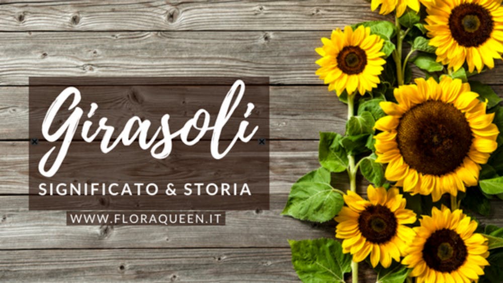 Significato del Girasole: tra Storia e Leggenda