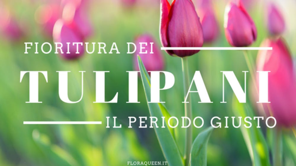 Qual è il periodo di fioritura dei tulipani?