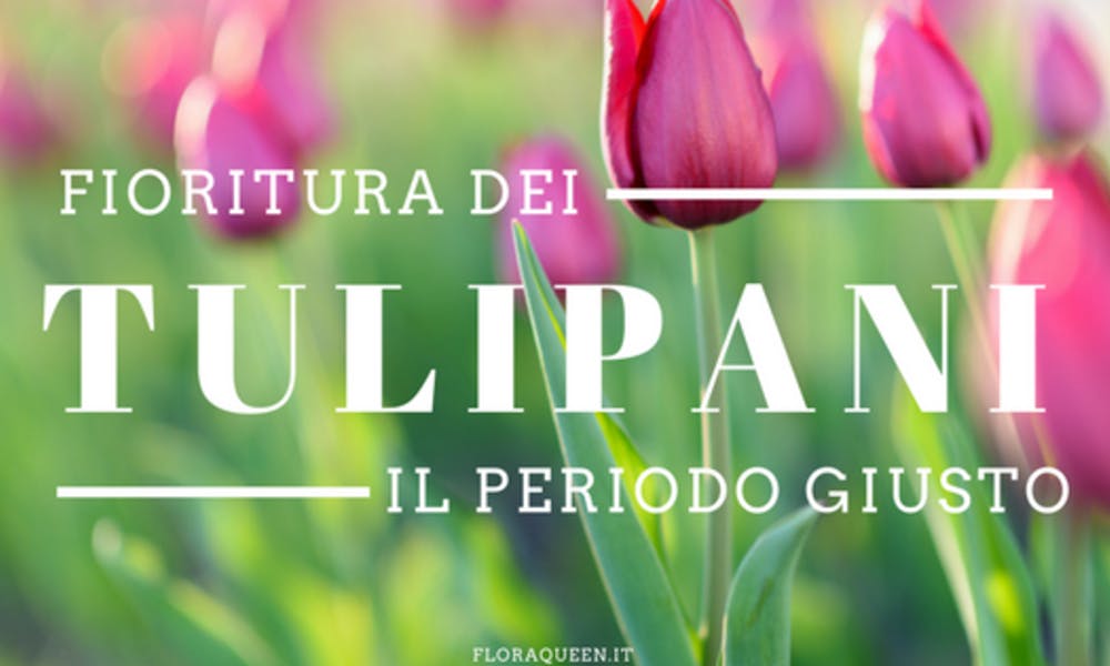 Qual è il periodo di fioritura dei tulipani?