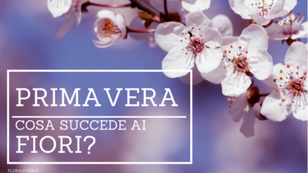 Cosa succede ai fiori in Primavera?