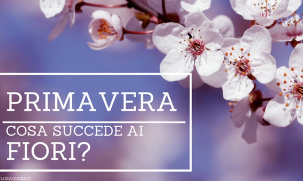 Cosa succede ai fiori in Primavera?