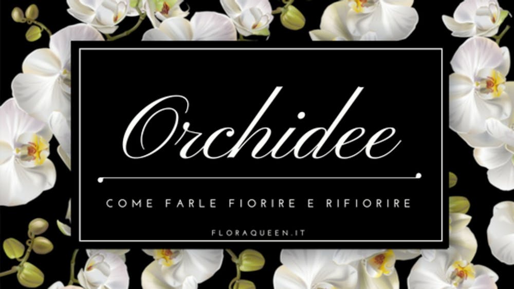 Fioritura delle Orchidee: Come farle fiorire e rifiorire