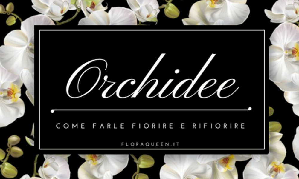 Fioritura delle Orchidee: Come farle fiorire e rifiorire