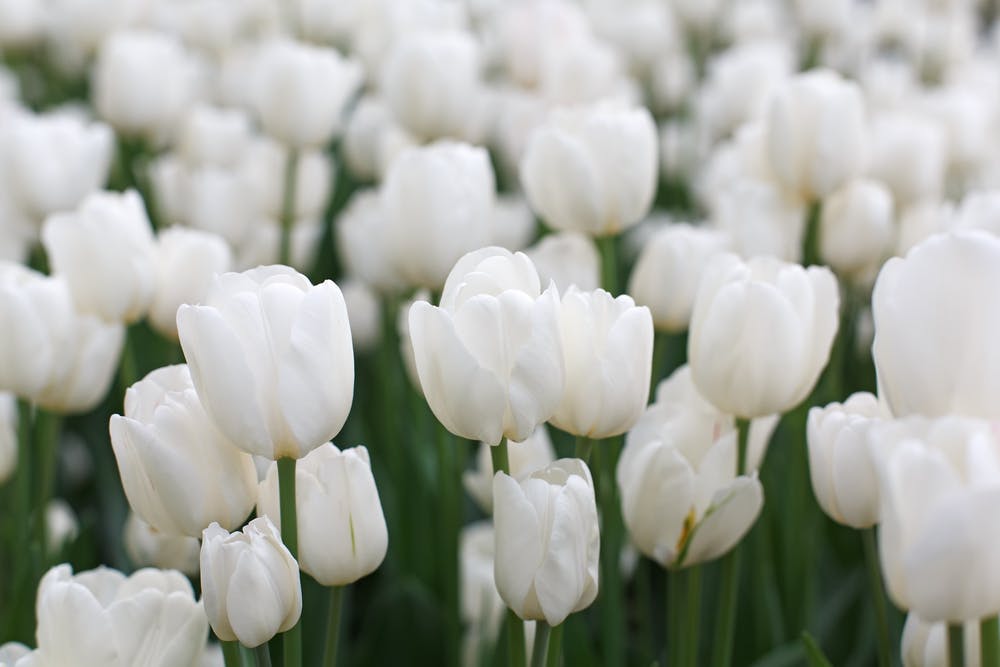 meaning of white tulip flowers