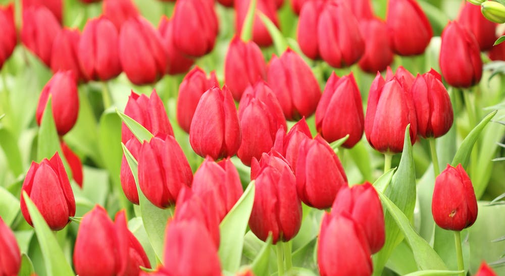 Bedeutung der roten Tulpe