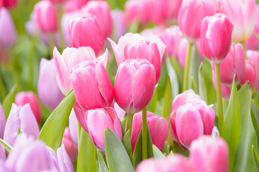 meaning of pink tulip