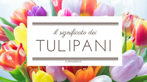 ¿Cuál es el significado del tulipán?