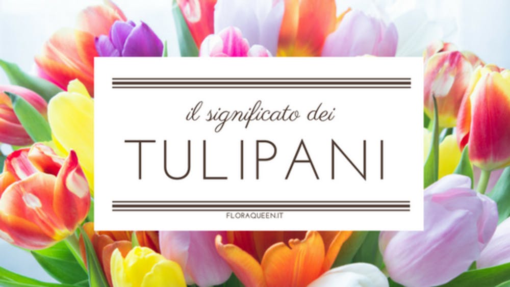 Qual è il significato del tulipano?