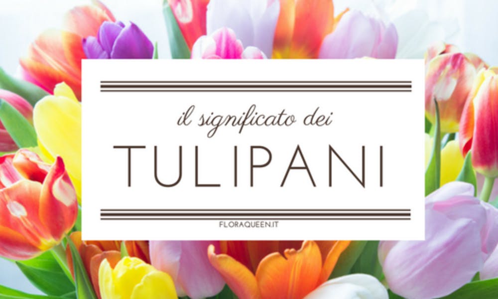 Co oznacza tulipan? Baner