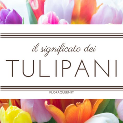 ¿Cuál es el significado del tulipán?