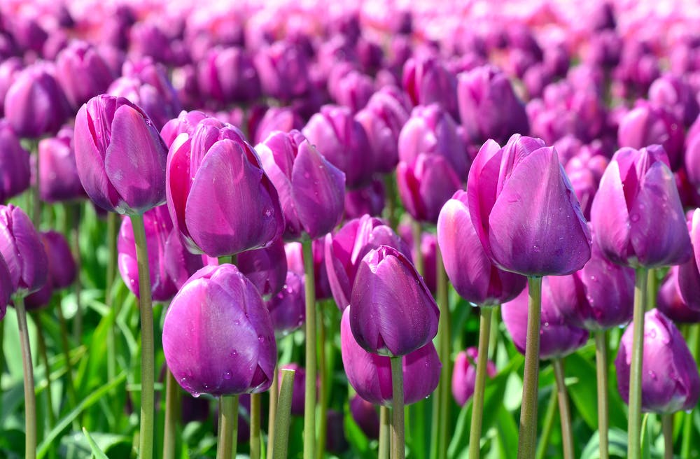 Bedeutung der lila Tulpe