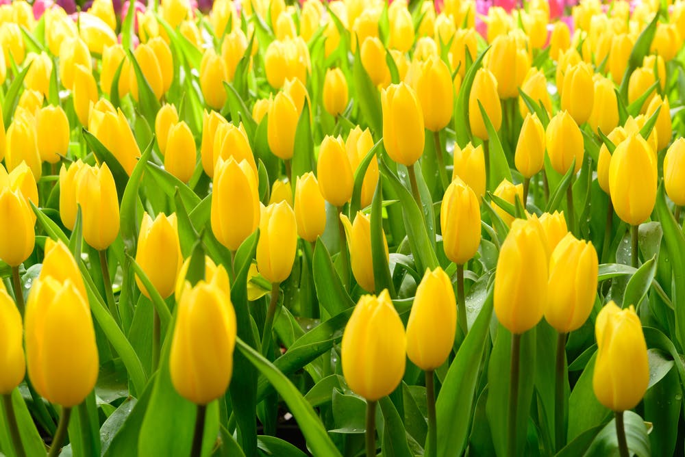 meaning of yellow tulip