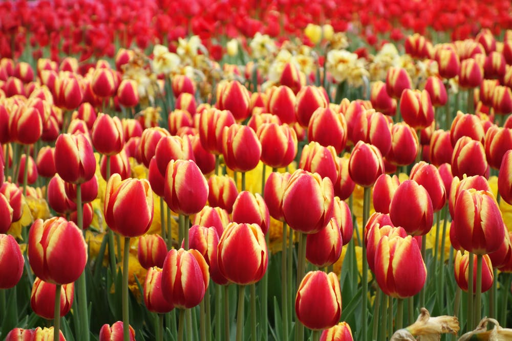 Bedeutung der gestreiften Tulpe