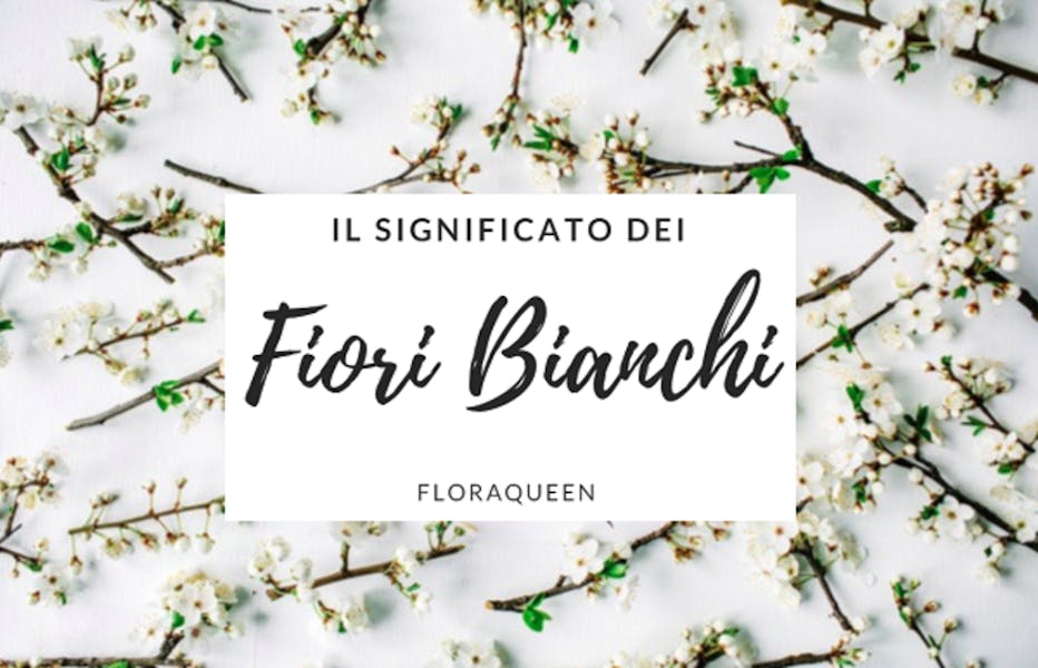 IL SIGNIFICATO DEI FIORI BIANCHI