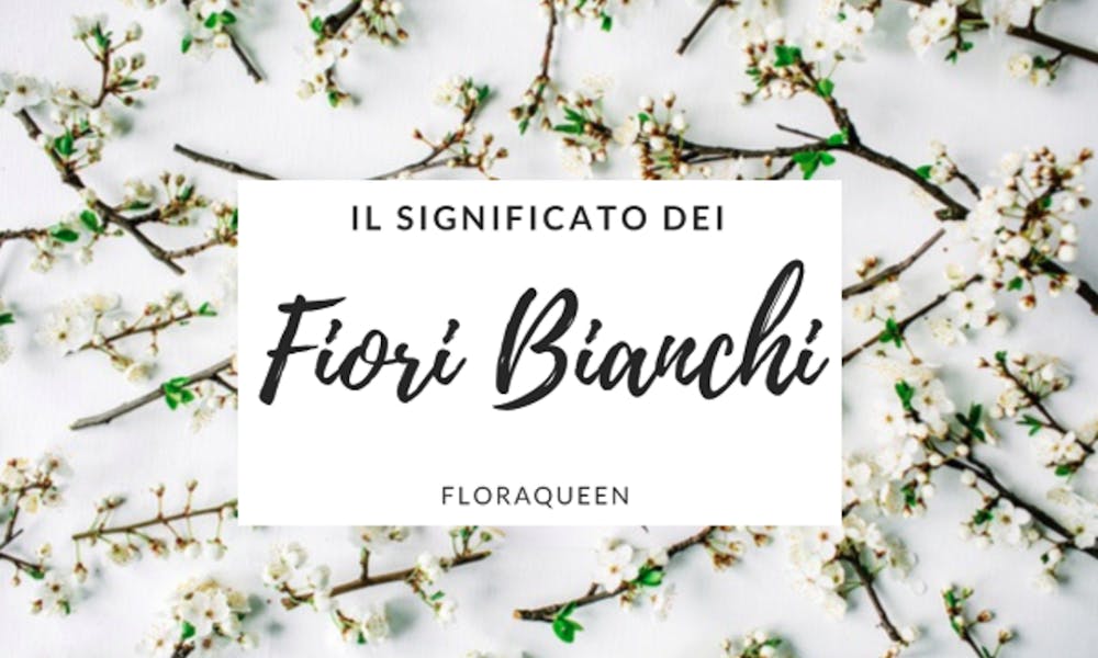 IL SIGNIFICATO DEI FIORI BIANCHI