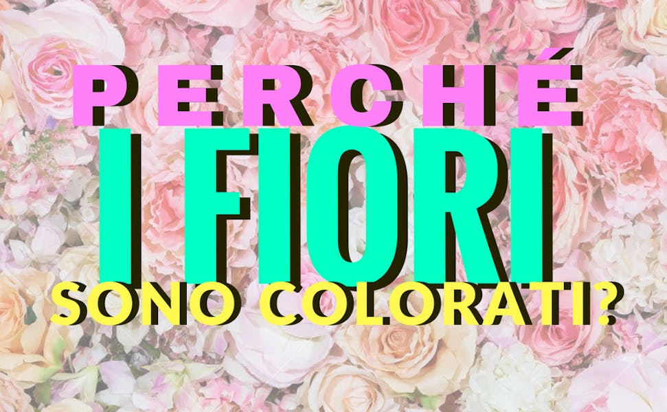 PERCHÉ I FIORI SONO COLORATI?