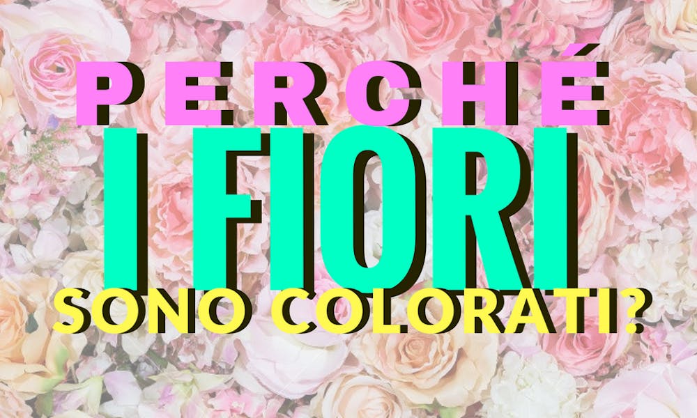 PERCHÉ I FIORI SONO COLORATI?