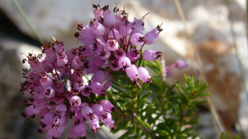 quali fiori fioriscono a novembre erica