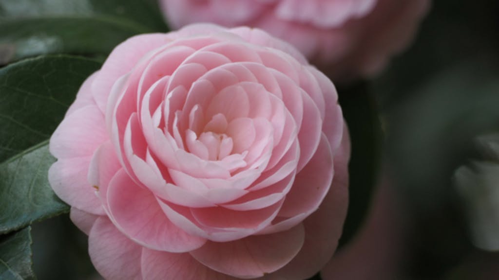 quali fiori fioriscono a novembre camelia