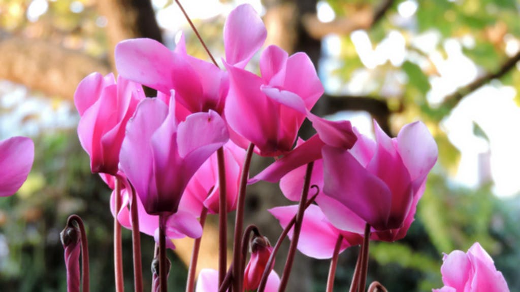 quali fiori fioriscono a novembre ciclamino