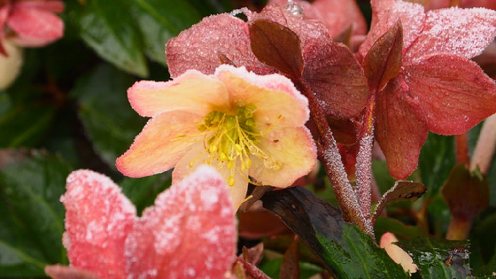 quali fiori fioriscono a novembre 04 elleboro