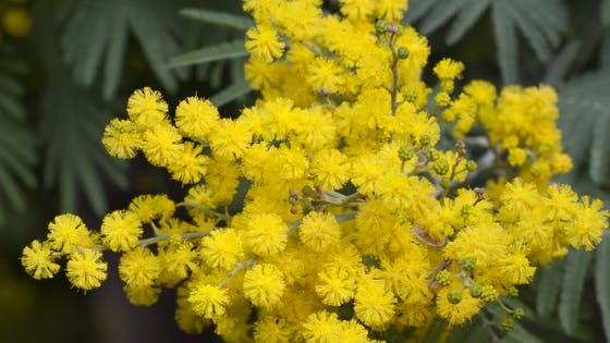 significato delle mimose