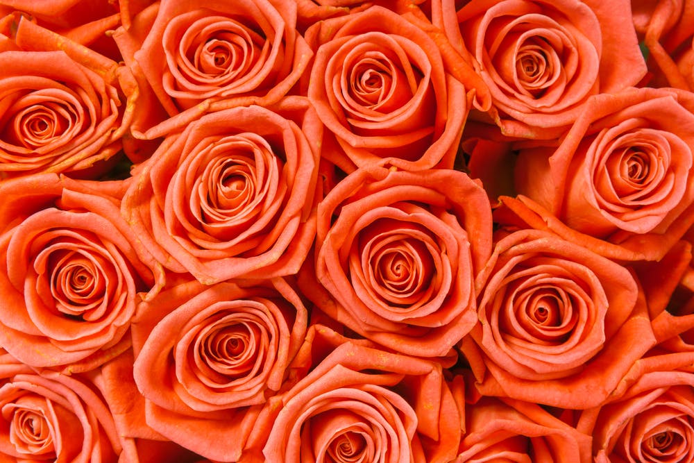 Significato del Colore delle Rose (4)