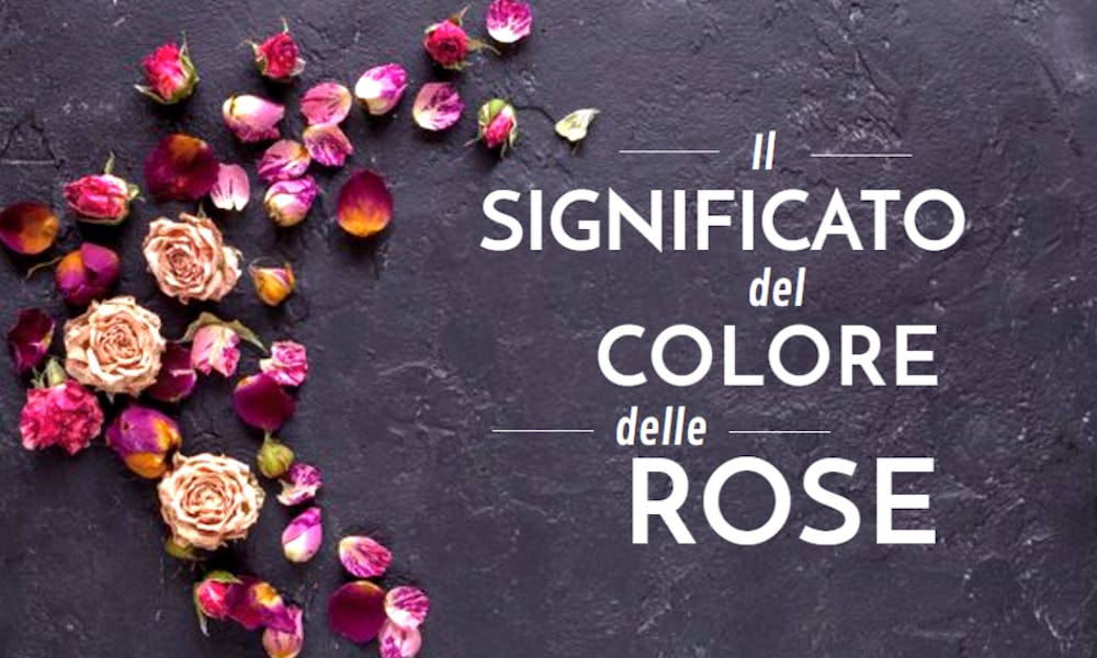 Significato del Colore delle Rose: 50 sfumature d’amore