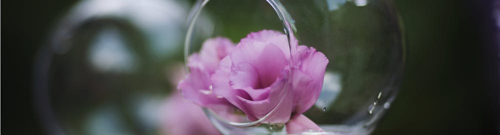 Fiori Rosa: Decora il tuo giardino d’Estate