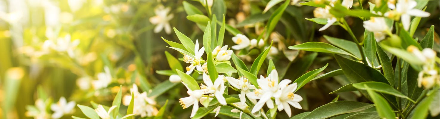 fiori d'arancio matrimonio