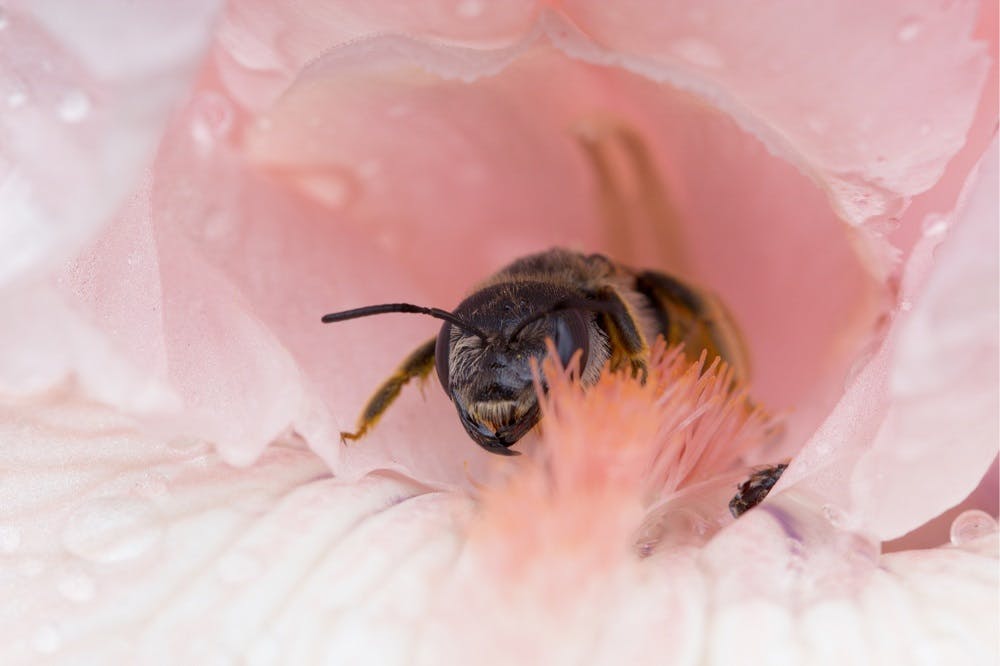 perché i fiori profumano