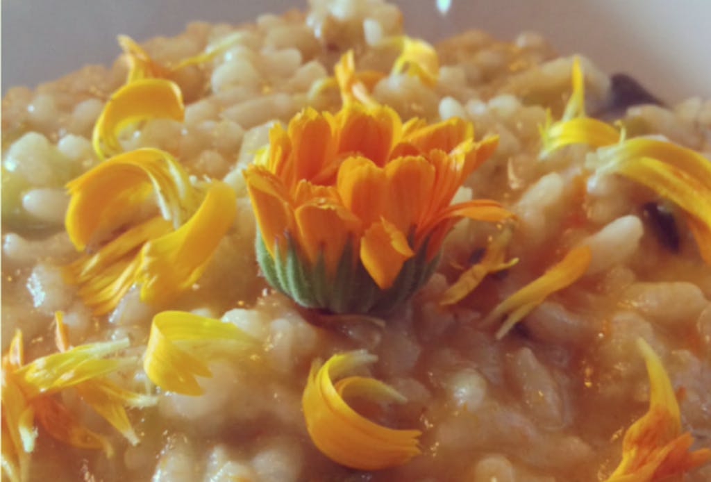 calendula risotto