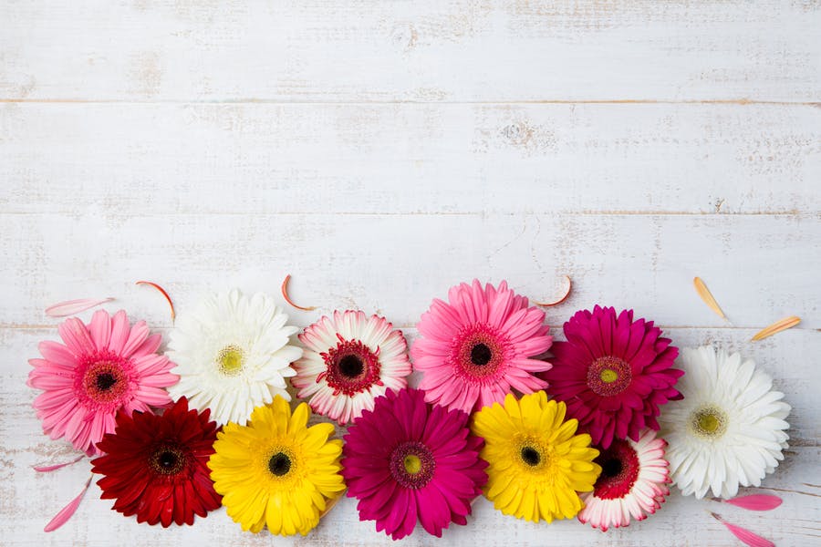 Gerbere: Decora tutta la casa con un solo Bouquet!