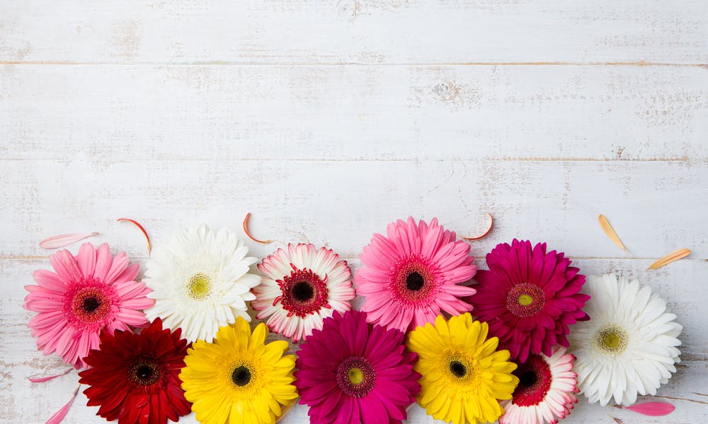 Gerbere: Decora tutta la casa con un solo Bouquet!