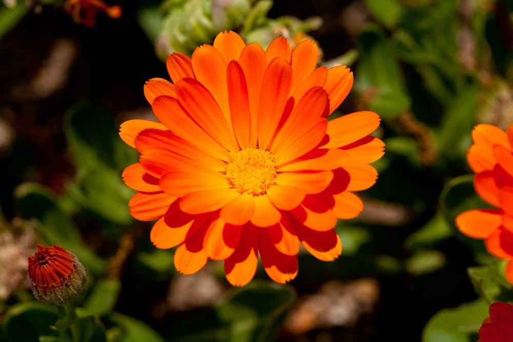 calendula