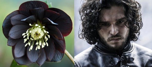 Game Of Thrones: un fiore per ogni personaggio