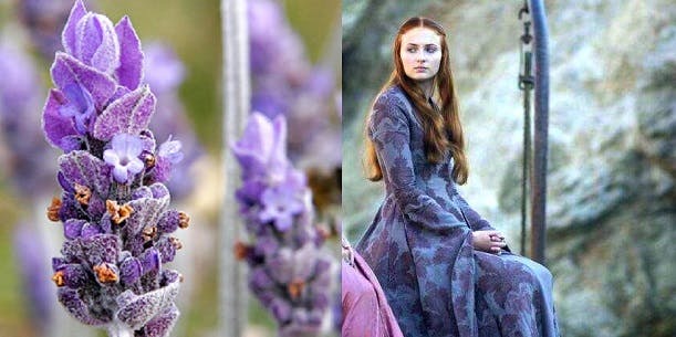 Game Of Thrones: un fiore per ogni personaggio