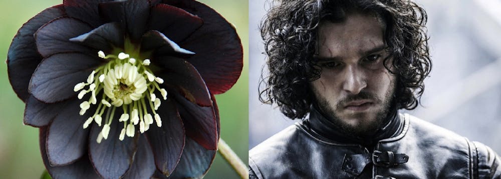 Game Of Thrones: un fiore per ogni personaggio