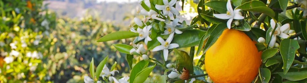 Fiori d’arancio: perché simbolo delle nozze?