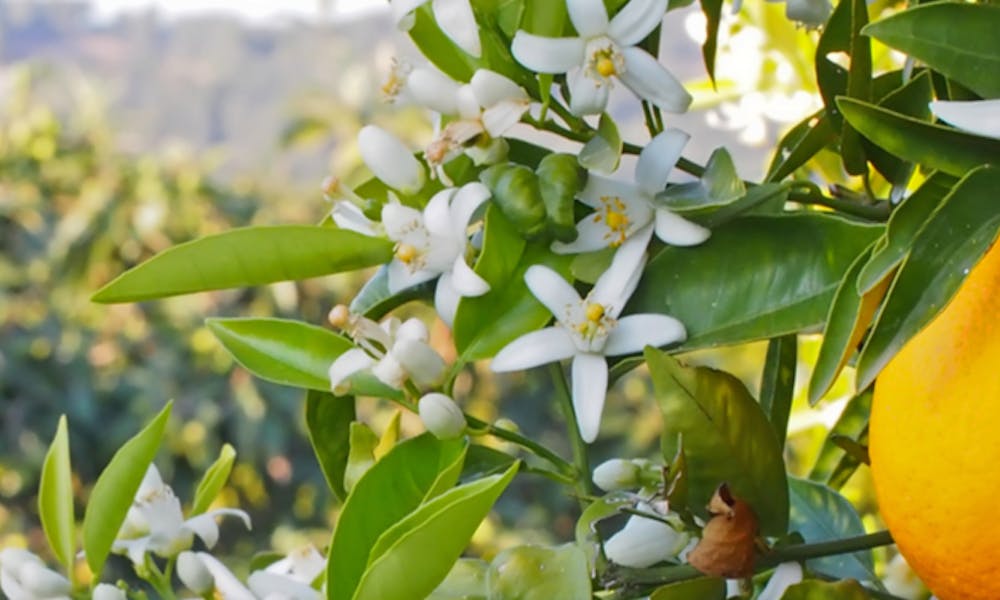 Fiori d’arancio: perché simbolo delle nozze?