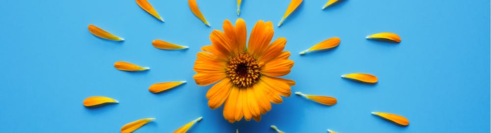 Fiori e abbronzatura sana con la calendula!