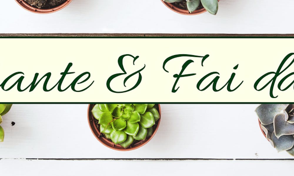 Piante & Fai da te: 4 originali tutorial per te!