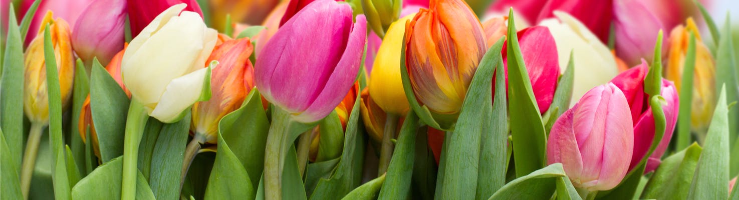 FIORI PER LA MAMMA TULIPANO