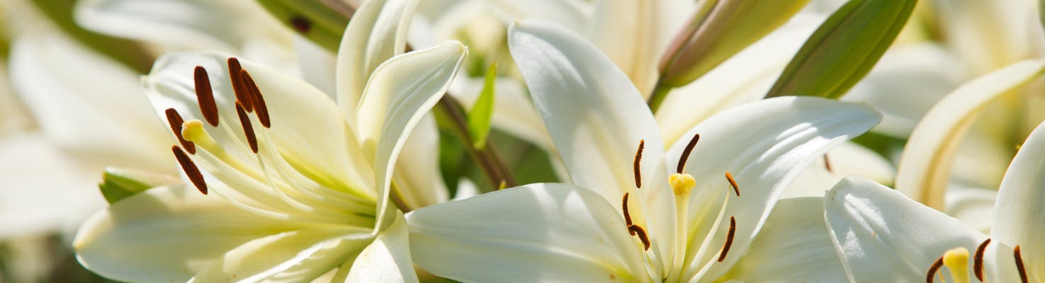 FIORI PER LA MAMMA GIGLIO