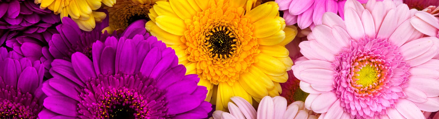 FIORI PER LA MAMMA GERBERA